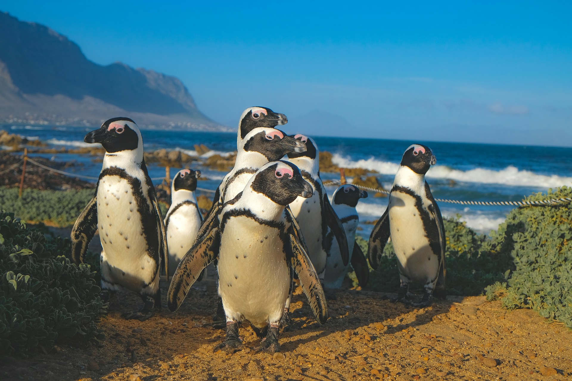 pinguine-suedafrika